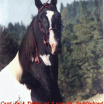 Captain Jack Twigg ASB owned by Margo Hepner-Hart National Pinto Dressage Champion